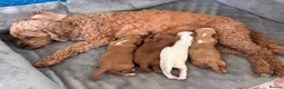 Cavapoo dogs for sale: Beautiful Cavapoo puppies  in King's Lynn - Advert 33