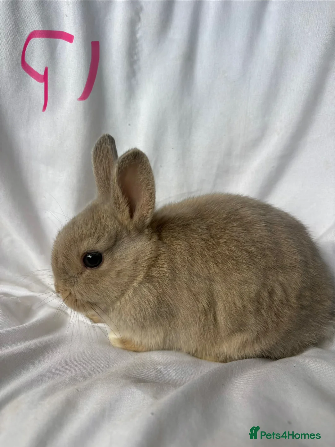 Netherland Dwarf rabbits for sale: Beautiful friendly Netherland Dwarf Bunnies  - Advert 2