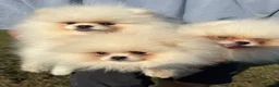 Pomeranian dogs for sale:     Luxury White Pomeranian Puppies  - Advert 21
