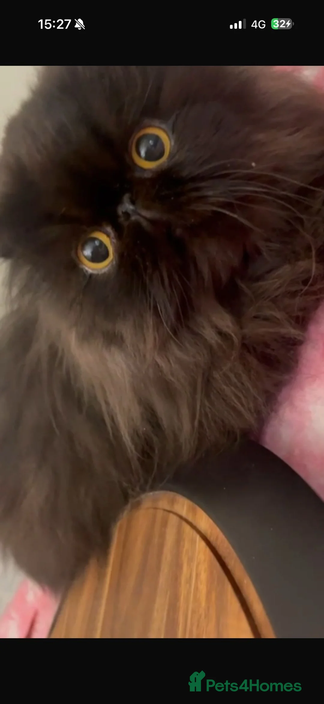 Persian cats for sale: Beautiful long hair Persian girl  - Advert 5