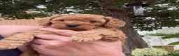 Miniature Poodle dogs for sale: Beautiful Miniature Poodle Puppies - Advert 8