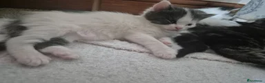 Maine Coon 1