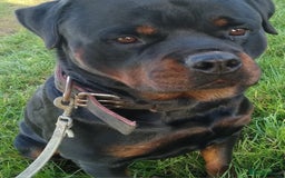 Rottweiler dogs for sale: Kc rottweiler puppies  - Image 11