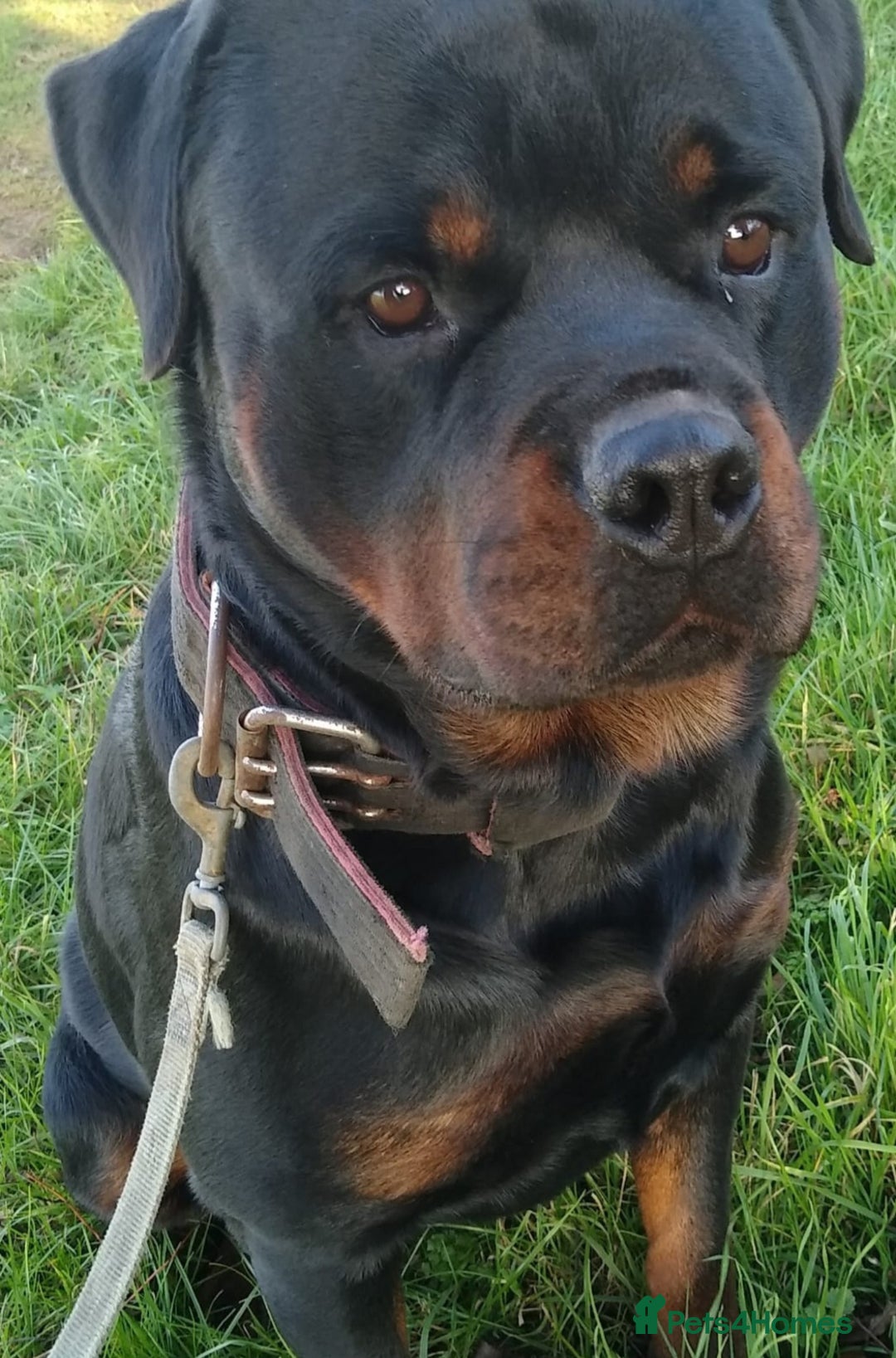 Rottweiler dogs for sale: Kc rottweiler puppies  - Image 11