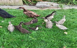 Ducks poultry for sale: Indian runner ducklings  - Image 6