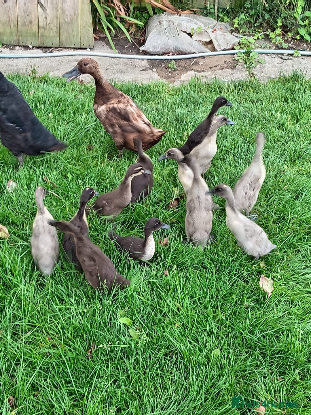Ducks poultry for sale: Indian runner ducklings  - Image 6