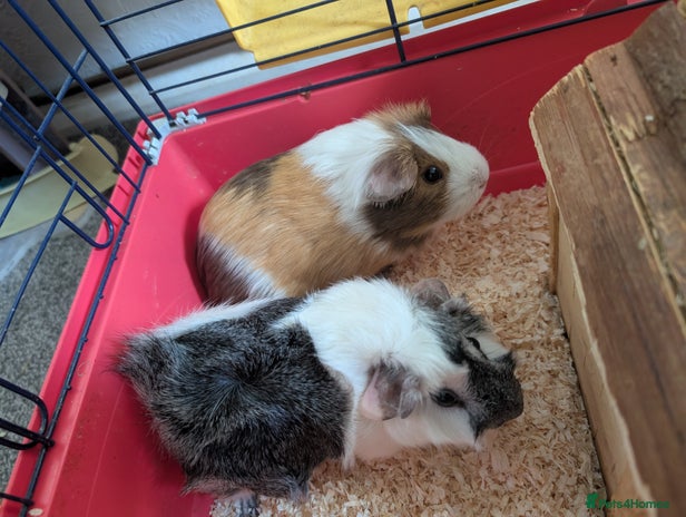 Guinea Pig rodents Two female guinea pigs - Advert 1