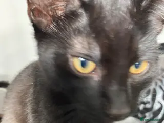 Mixed Breed cats Kittens for forever homes - Advert 1
