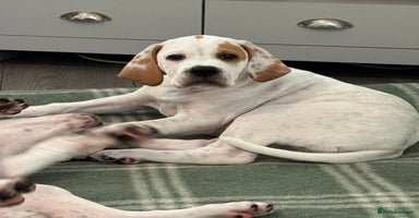 Pointer dogs - Advert 13