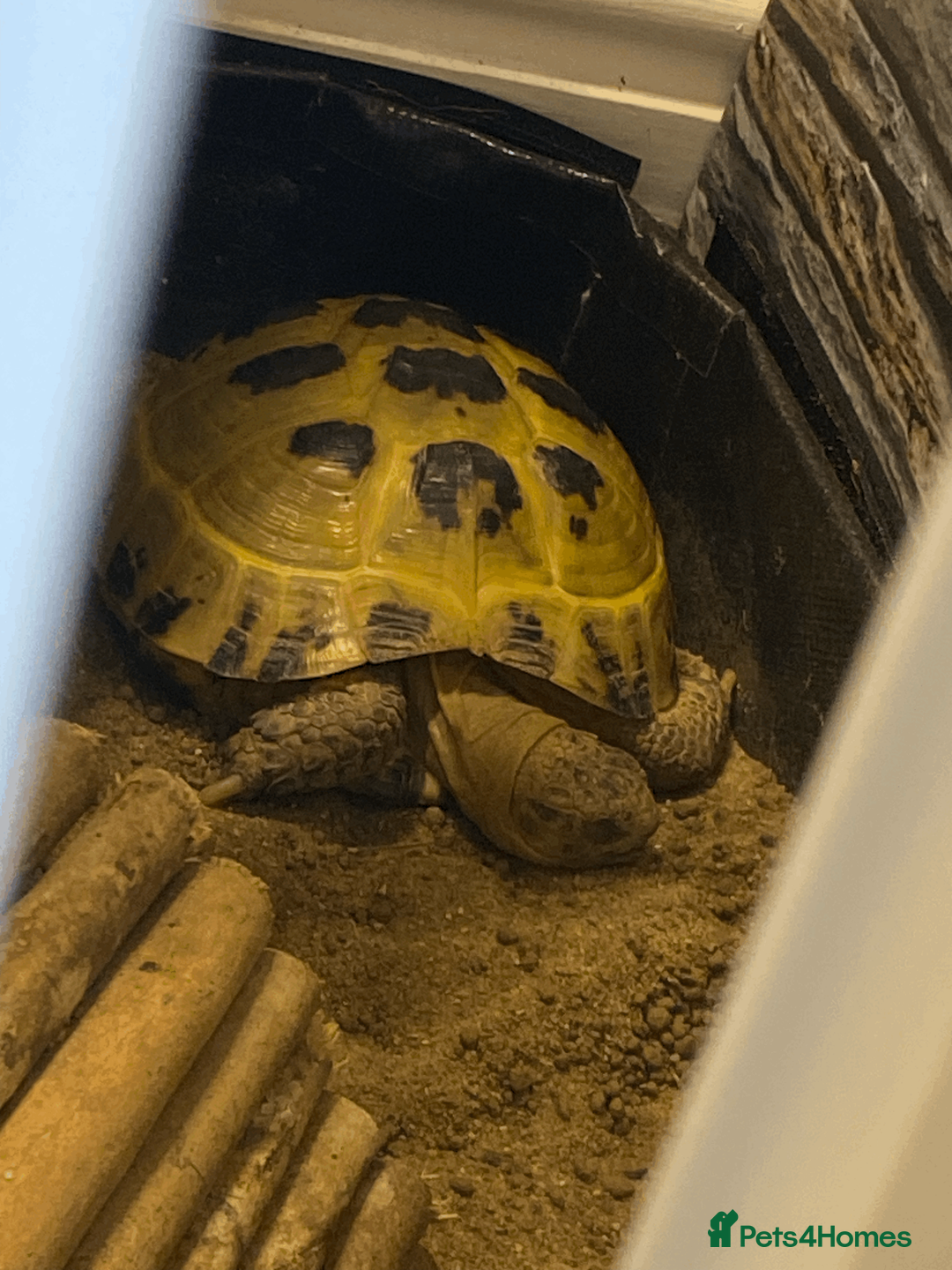 Tortoise reptiles for sale: Female horsefield tortoise for rehoming - Advert 2