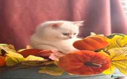 British Shorthair cats for sale: Two stunning sisters READY NOW - Image 9