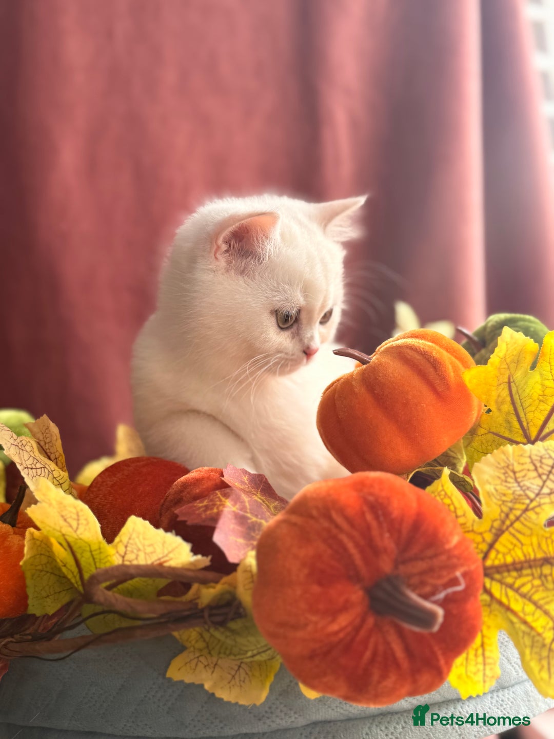 British Shorthair cats for sale: Two stunning sisters READY NOW - Image 9
