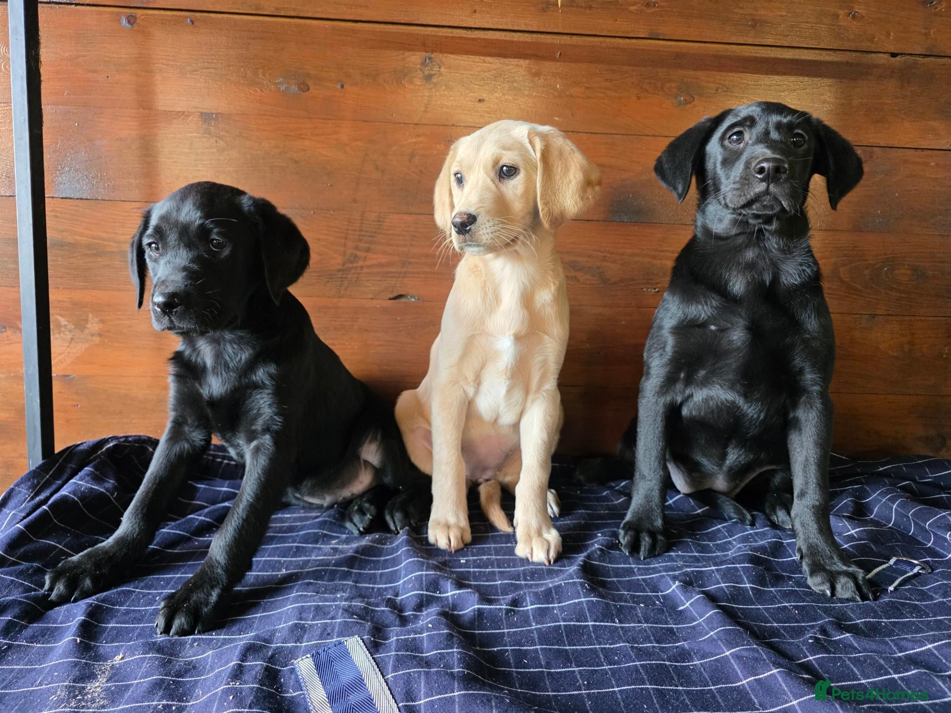 Labrador Retriever dogs Gorgeous litter of labrador puppies  - Advert 2