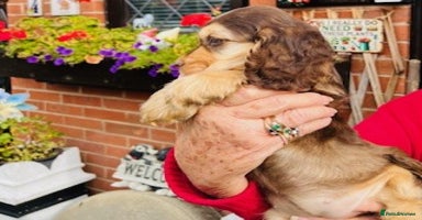Cocker Spaniel dogs - Advert 12