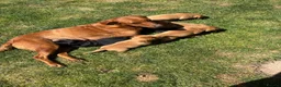 Borador dogs for sale: Fox Red Labrador  Cross Border Collie  in Wellington - Advert 11