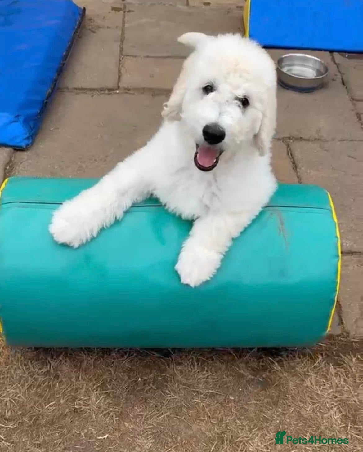 Goldendoodle dogs 🐾 Goldendoodle large puppies ready now 🐾 - Advert 2