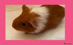 Guinea Pig rodents for sale: Baby guinea pigs  - Image 5