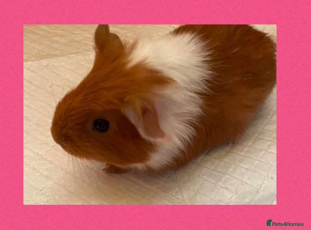 Guinea Pig rodents for sale: Baby guinea pigs  - Image 5
