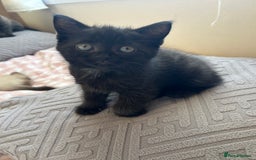 American Shorthair cats for sale: British short haired kitten  - Image 6