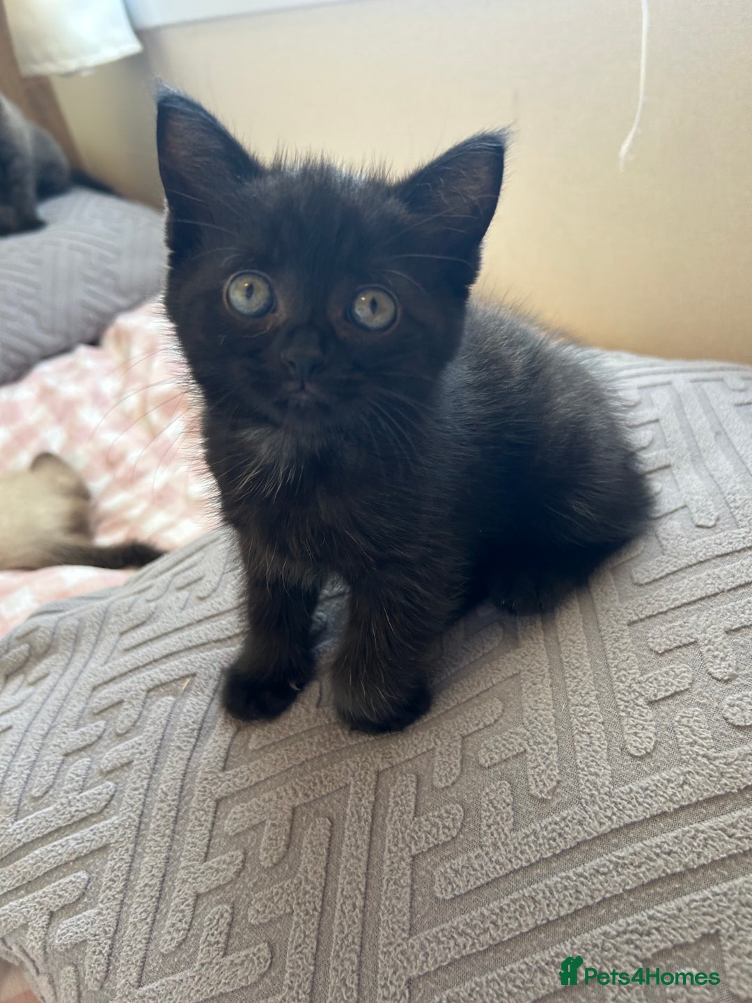 American Shorthair cats for sale: British short haired kitten  - Image 6