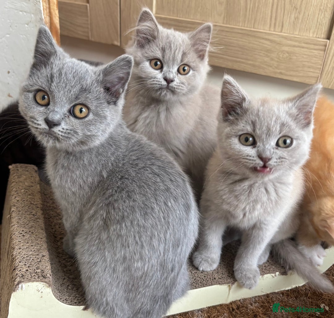 British Longhair cats for sale: 5 stunning British blues  - Image 1
