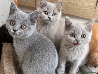 British Longhair cats - Advert 1