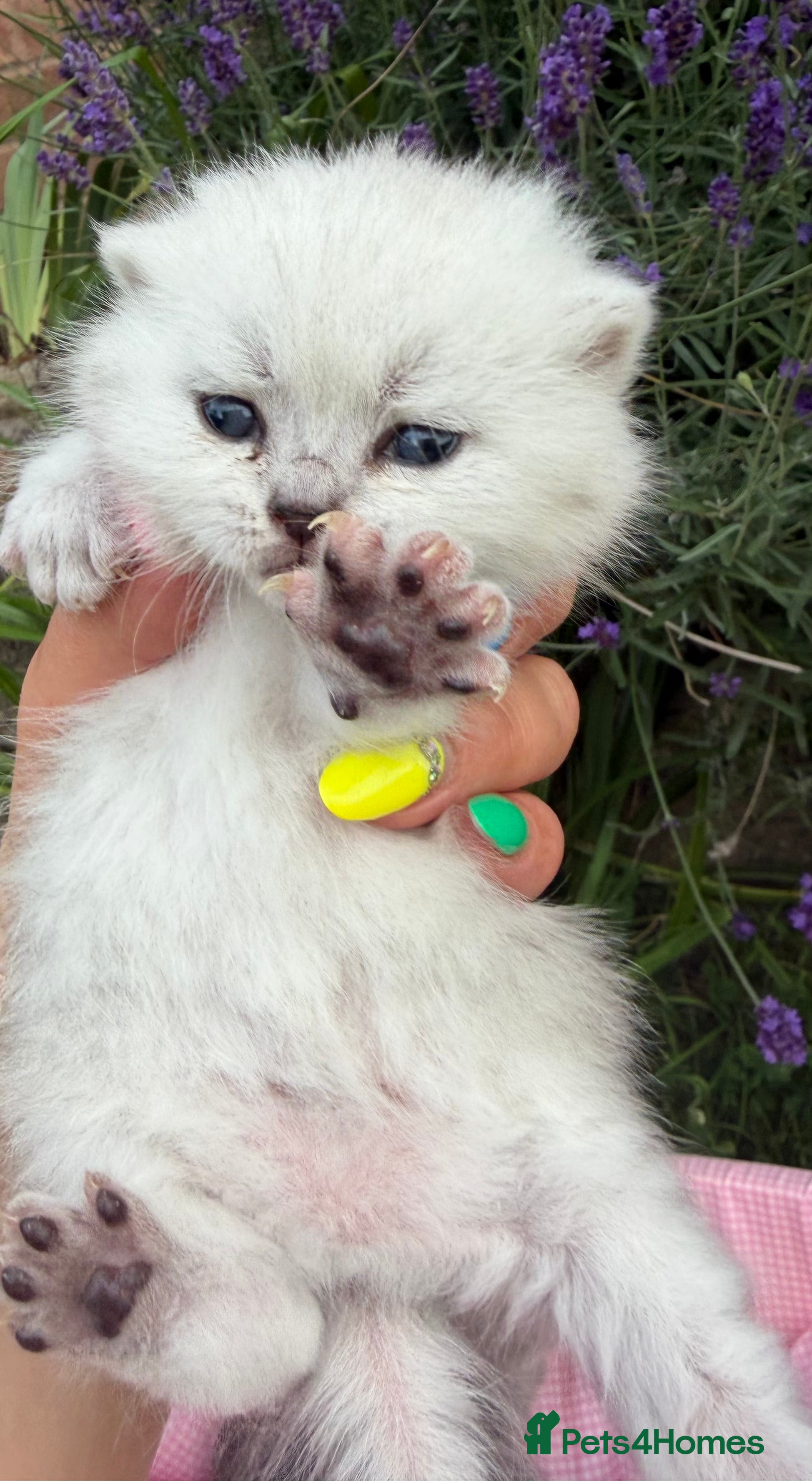 Scottish Fold cats 💕💕💕❤️❤️Lovely scotish kittens💕💕💕 - Advert 2