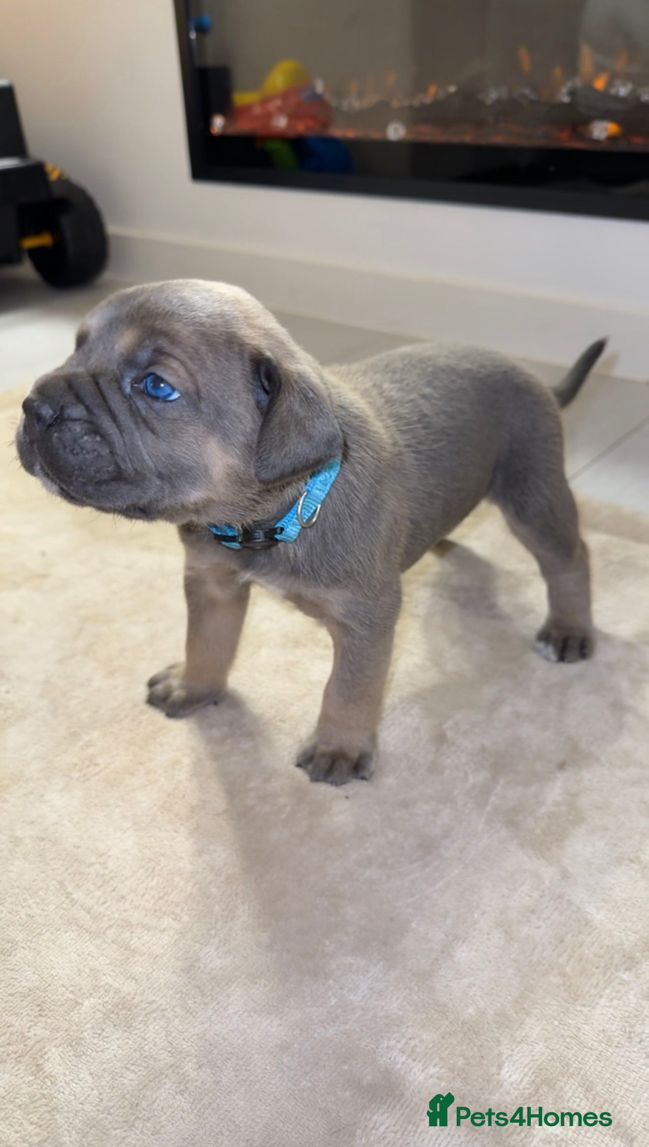 Cane Corso dogs ICF/ICCF Champion 6th GENERATION Cane Corso pups - Advert 11