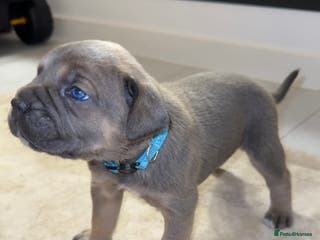 Cane Corso dogs ICF/ICCF Champion 6th GENERATION Cane Corso pups - Advert 11