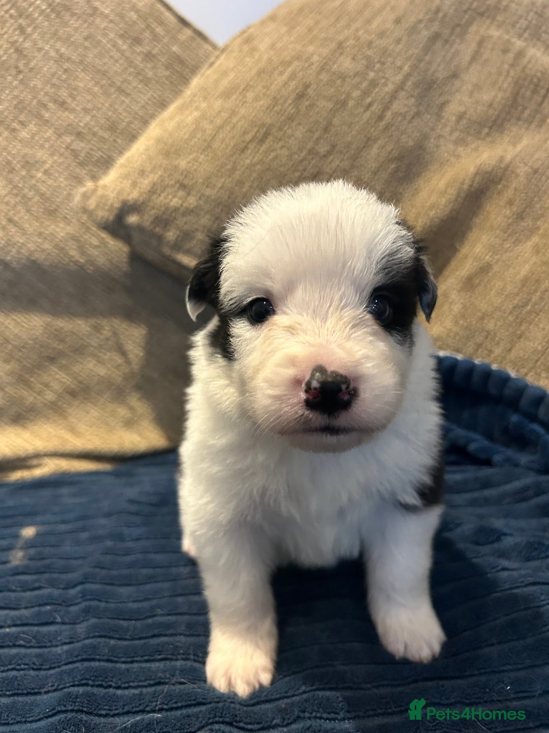 Border Collie dogs for sale: Border collie puppies for sale!!!❤️ - Image 5