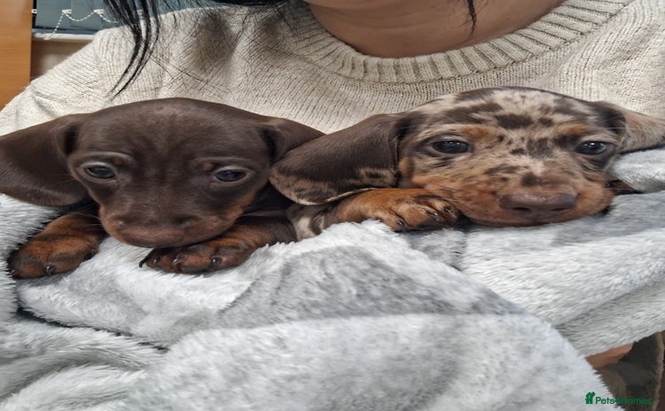 Miniature Dachshund dogs - Advert 10