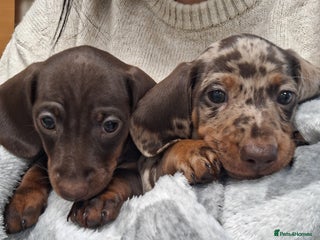 Miniature Dachshund dogs - Advert 11