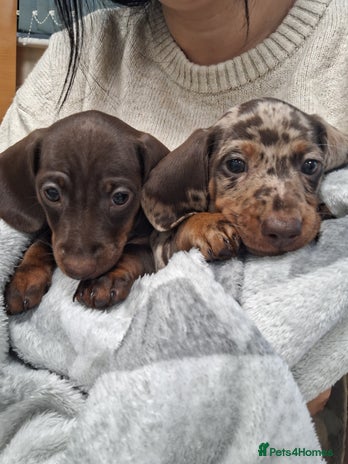 Miniature Dachshund dogs - Advert 5