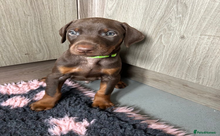 Dobermann dogs - Advert 1