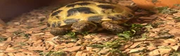 Tortoise reptiles for sale: Horsefield tortoise in Shifnal - Advert 2
