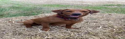 Labrador Retriever dogs for sale: Outstanding quality dark fox red Labrador pups - Advert 10