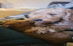 Goldendoodle dogs for sale: F1b goldendoodle pups  - Image 12