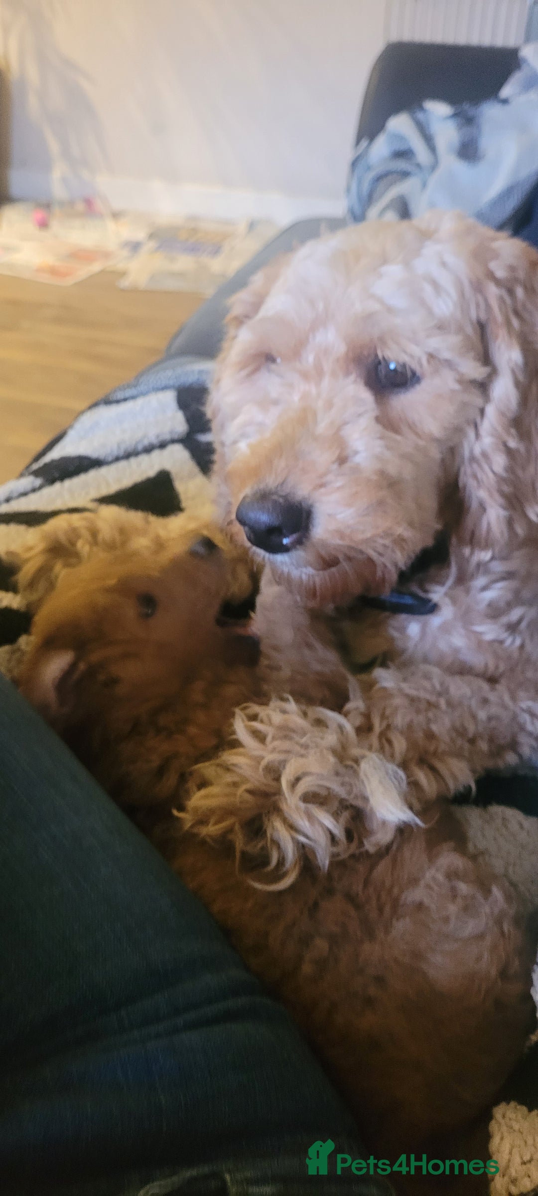 Goldendoodle dogs for sale: F1b goldendoodle pups  - Image 12