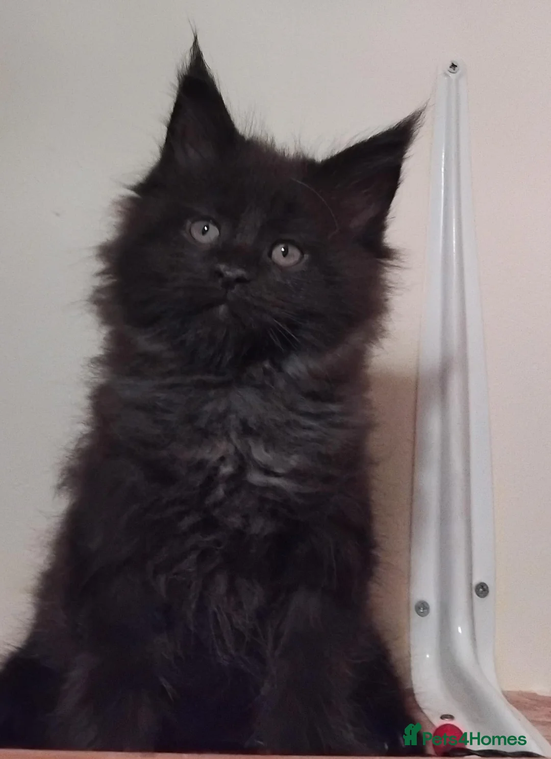 Maine Coon cats for sale: Maine Coons Kittens For Sale  - Advert 2