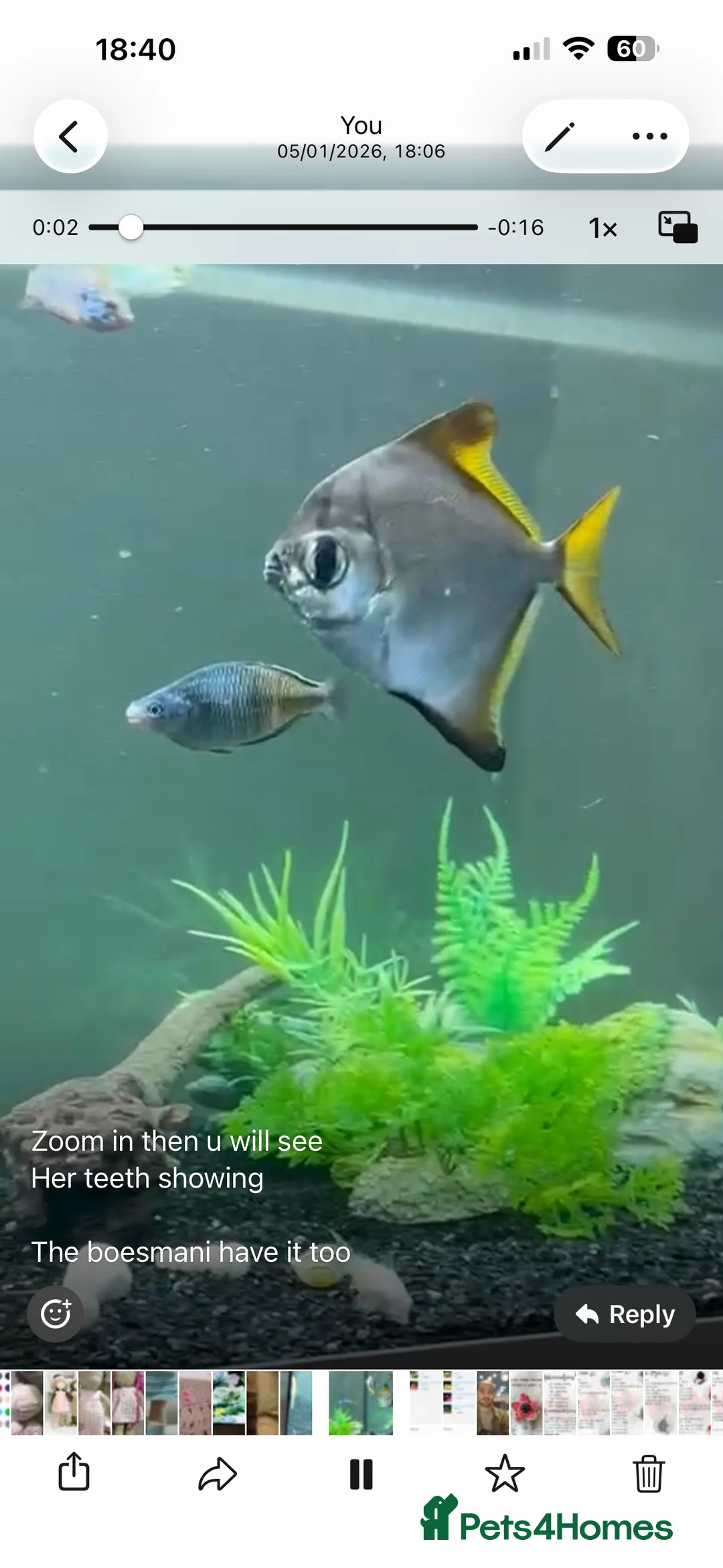 Angelfish fish for sale: 2 LARGE MONO ANGELS in London - Advert 2