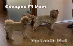 Cavapoo dogs for sale: Premium F1B Toy Red Cavapoo - 2 LEFT - Image 29