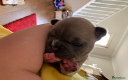 French Bulldog dogs for stud: Latte male proven stud in Harpenden - Image 3