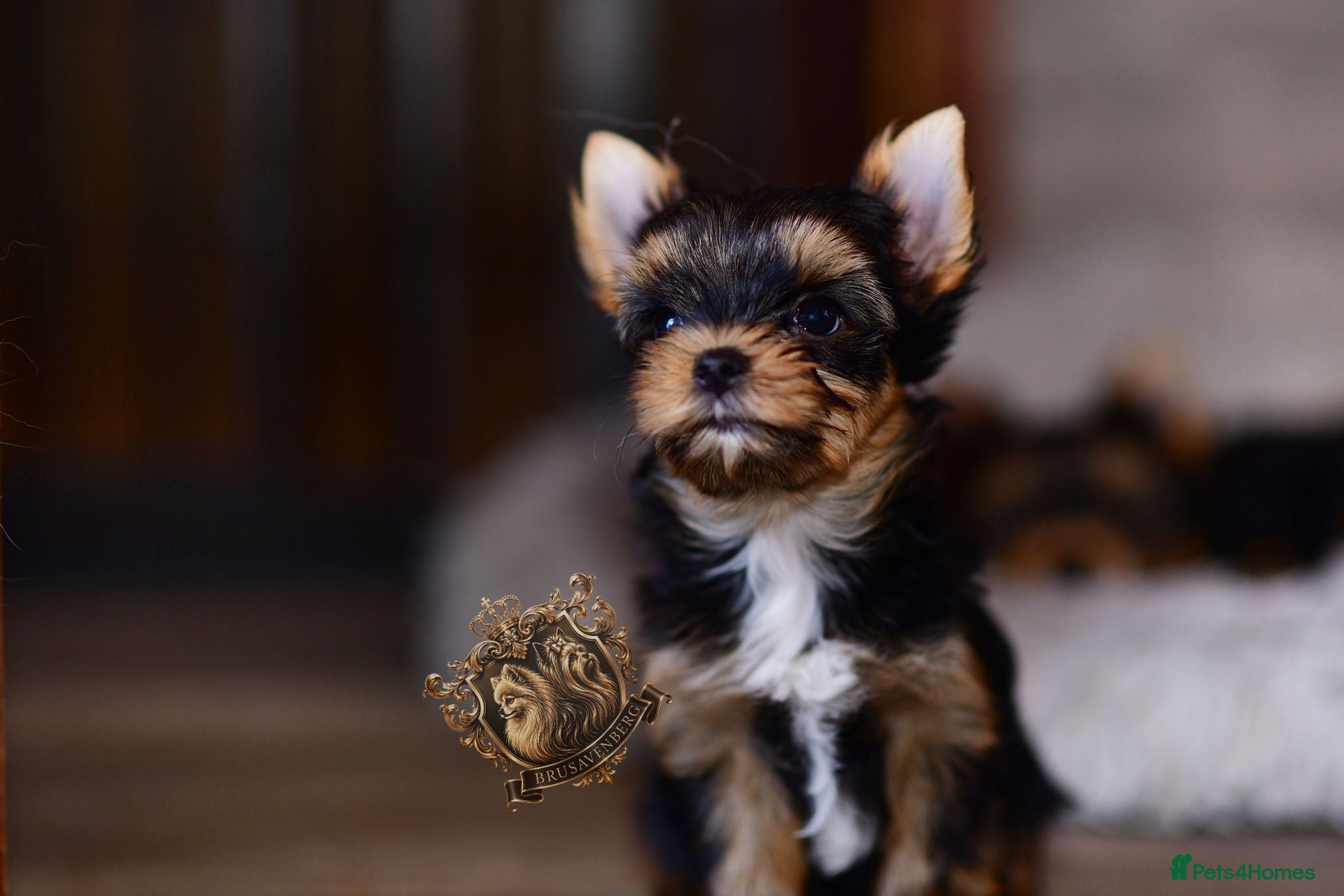 Yorkshire Terrier dogs MINIATURE YORKSHIRE TERRIERS KC PARENTS DNA TESTED - Advert 3