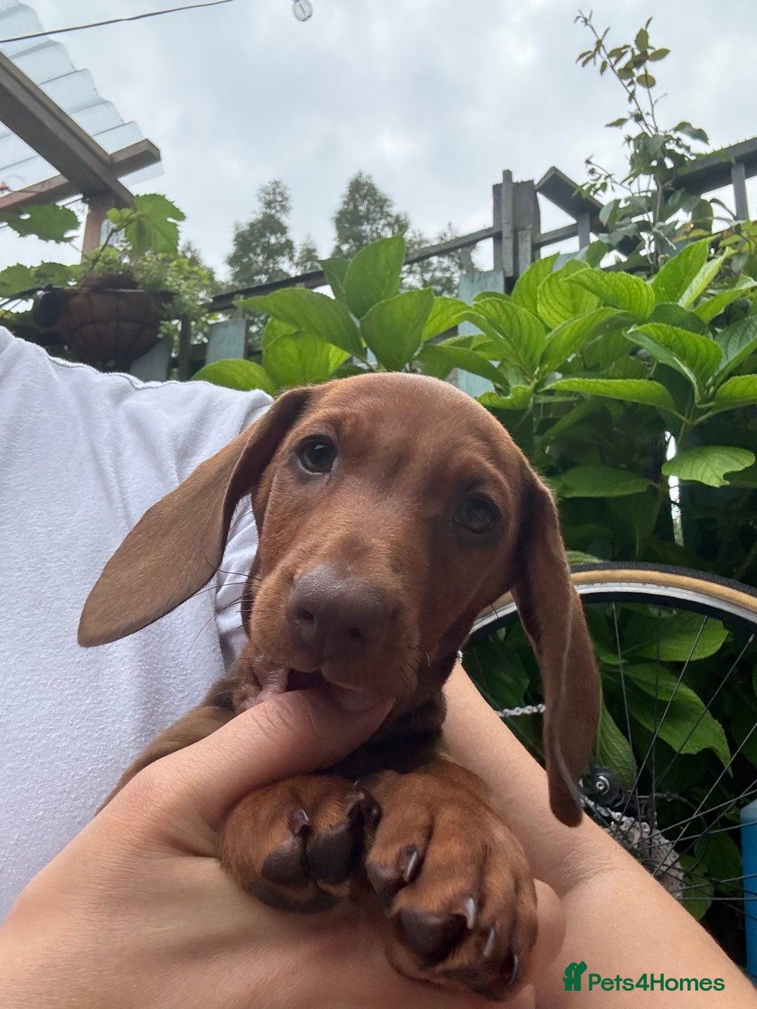 Dachshund dogs for sale: Beautiful puppies of standard dachshund  - Image 26