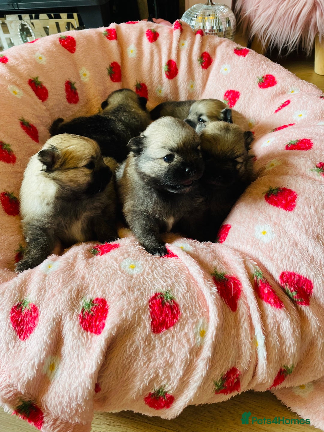 Pomeranian dogs for sale: KC Teddy Bear Pomeranians  - Image 13