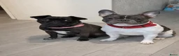 Frug dogs for sale: French bull dogs  - Advert 1