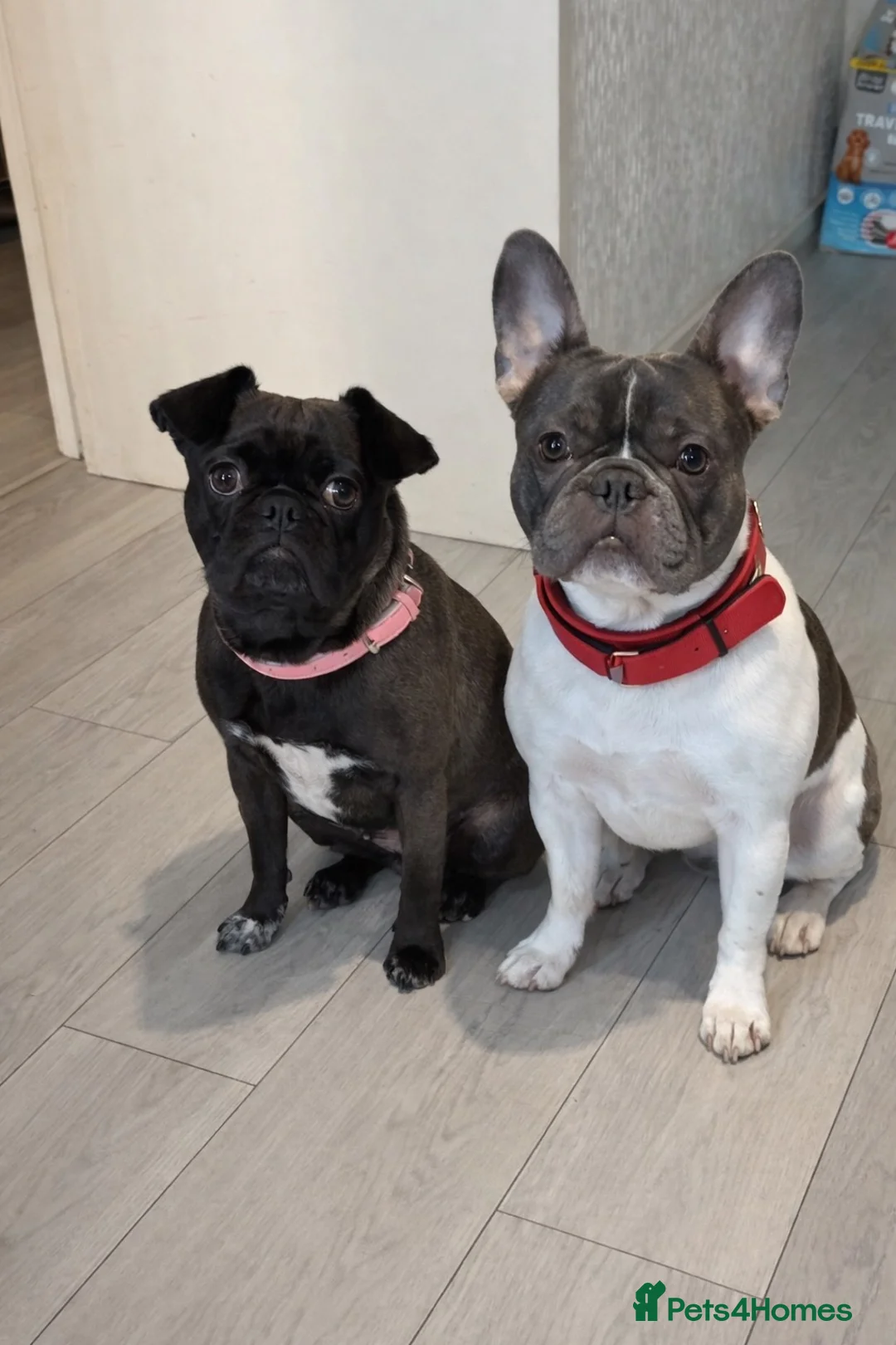 Frug dogs for sale: French bull dogs  - Advert 1