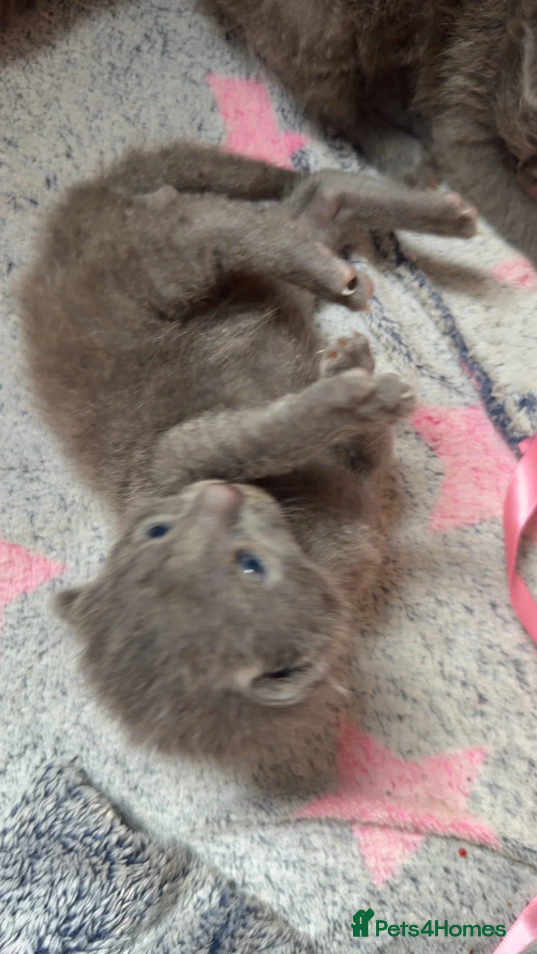 Mixed Breed cats for sale: Beautiful  kittens  - Advert 2