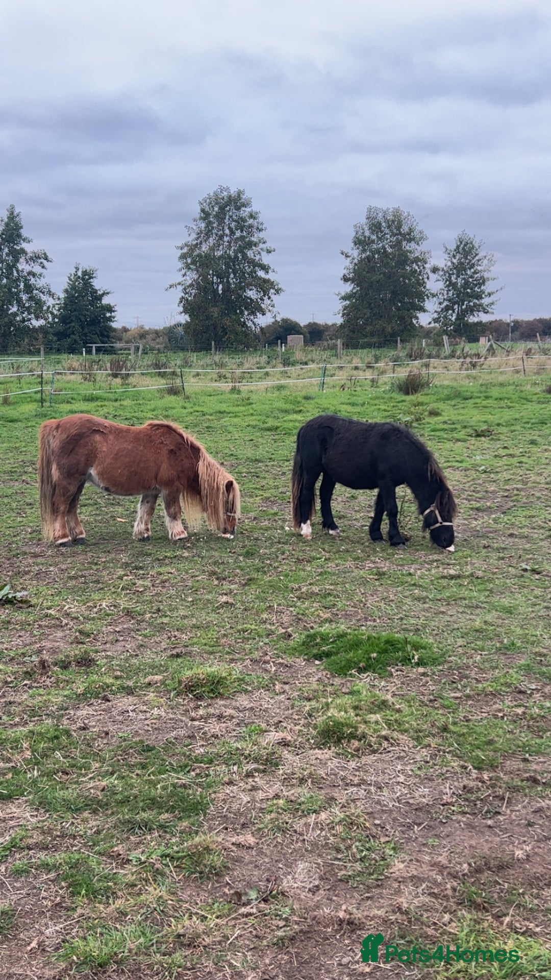 Shetland pony horses for sale: Shetland ponys  - Image 6