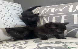 Mixed Breed cats for sale: Male kittens for sale  - Image 7